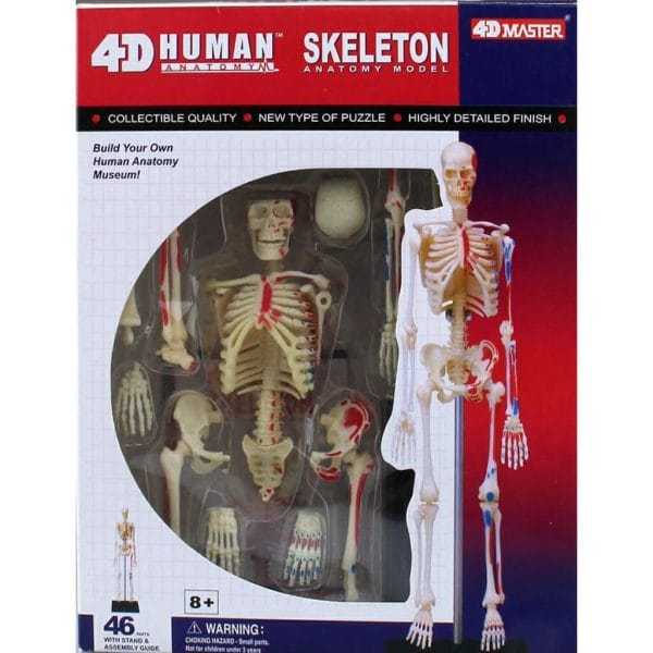 4d human anatomy skeleton1