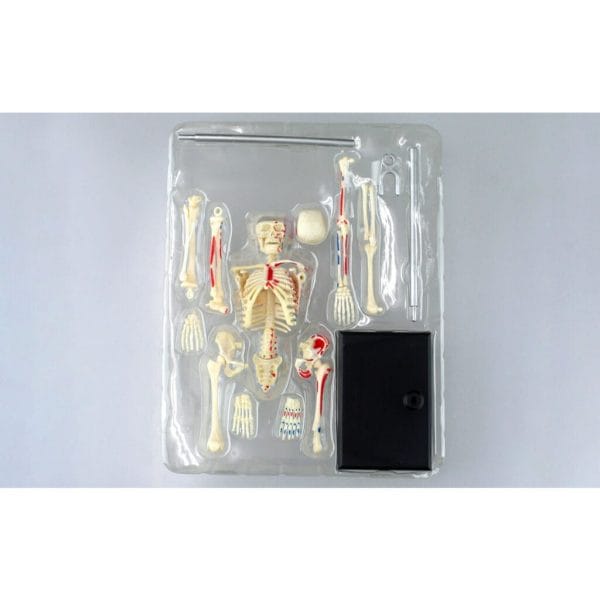 4d human anatomy skeleton6